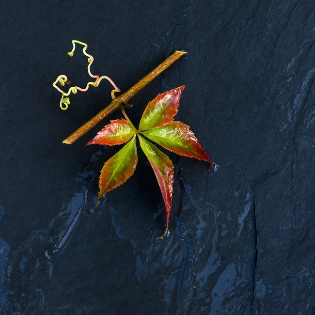 Affiche Feuille D’automne L.14 X H.14 Cm 1 Affiche Feuille D’automne L.14 X H.14 Cm