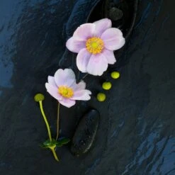 Affiche Perle De Fleurs L.14 X H.14 Cm