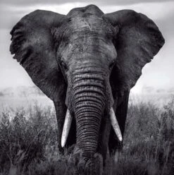 Affiche Eléphant L.14 X H.14 Cm