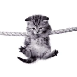 Affiche Oups ! L.14 X H.14 Cm