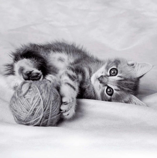 Affiche La Pelote L.14 X H.14 Cm 1 Affiche La Pelote L.14 X H.14 Cm