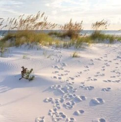 Affiche Plage L.14 X H.14 Cm