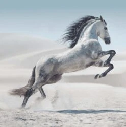 Affiche L’indomptable L.14 X H.14 Cm