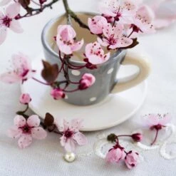 Affiche Rose Thé L.14 X H.14 Cm