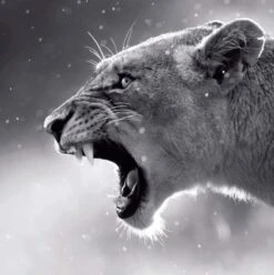 Affiche Lionne L.14 X H.14 Cm