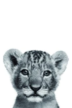 Photo Lionceau L.10 X H.15 Cm