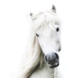 Affiche Crin Blanc L.14 X H.14 Cm