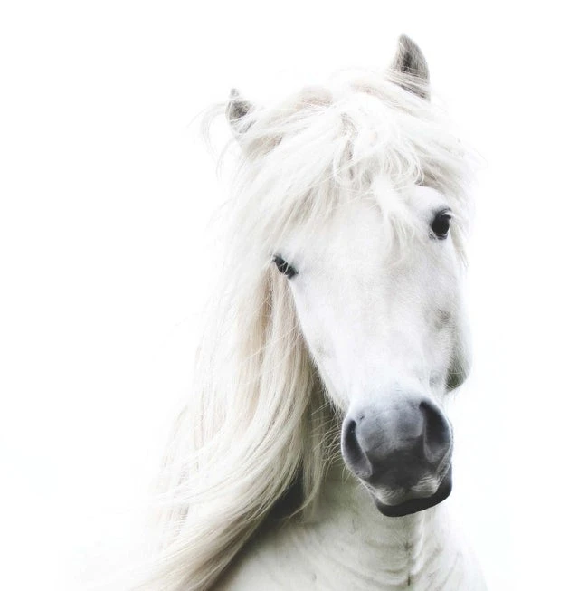 Affiche Crin Blanc L.14 X H.14 Cm 1 Affiche Crin Blanc L.14 X H.14 Cm