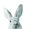 Photo Lapin L.10 X H.15 Cm