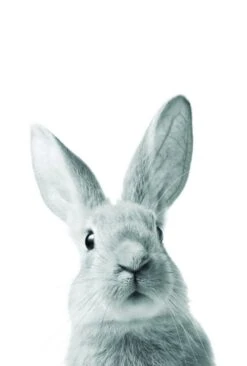 Photo Lapin L.10 X H.15 Cm